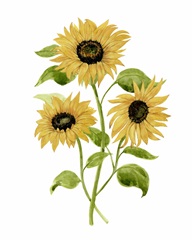 Sunflower Trio I