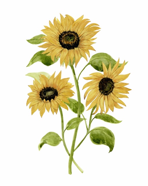 Sunflower Trio I