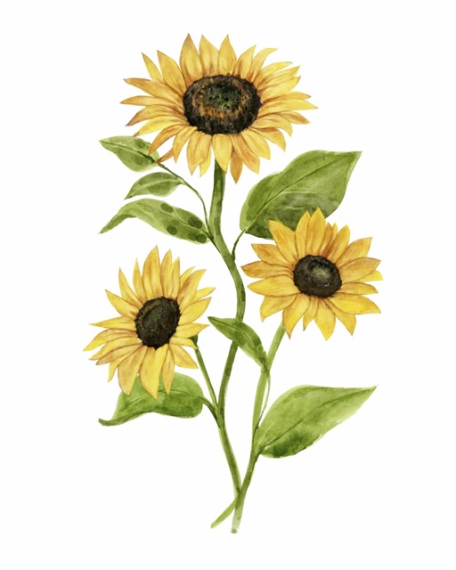 Sunflower Trio II