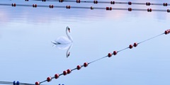 Swan and Ropes