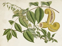 Tropical Foliage and Fruit I