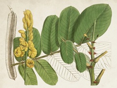 Tropical Foliage and Fruit II