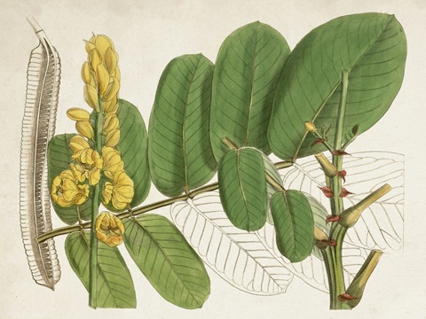 Tropical Foliage and Fruit II