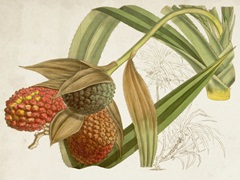 Tropical Foliage and Fruit III