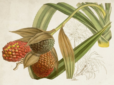 Tropical Foliage and Fruit III