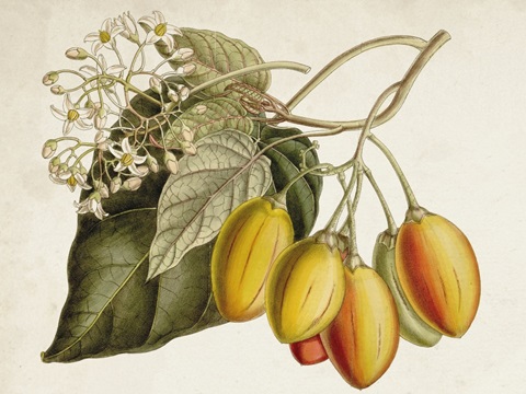 Tropical Foliage and Fruit IV