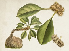Tropical Foliage and Fruit V