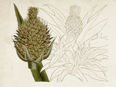 Tropical Foliage and Fruit VI