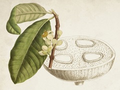 Tropical Foliage and Fruit VII