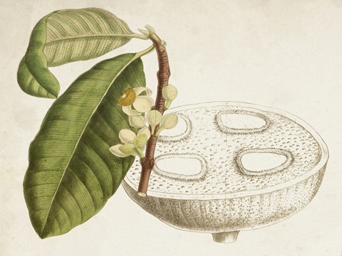 Tropical Foliage and Fruit VII