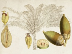 Tropical Foliage and Fruit VIII
