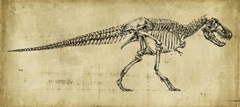 Tyrannosaurus Rex Study