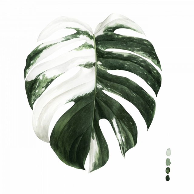 Variegated Monstera II