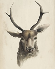 Watercolor Animal Study I