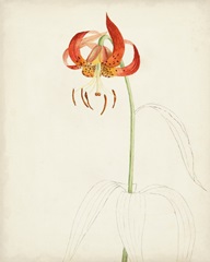 Watercolor Botanical Sketches I