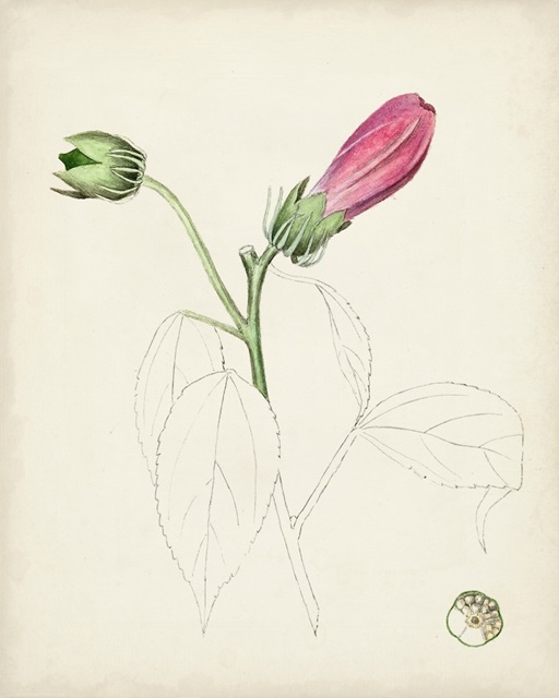 Watercolor Botanical Sketches IV