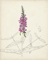 Watercolor Botanical Sketches V