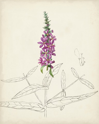 Watercolor Botanical Sketches V