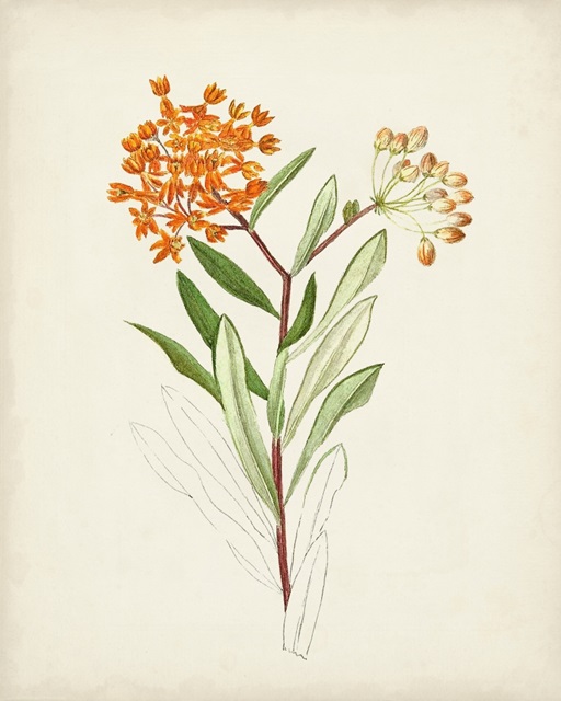 Watercolor Botanical Sketches VI
