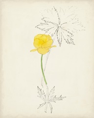 Watercolor Botanical Sketches VII