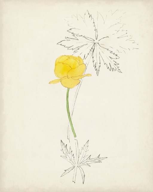 Watercolor Botanical Sketches VII