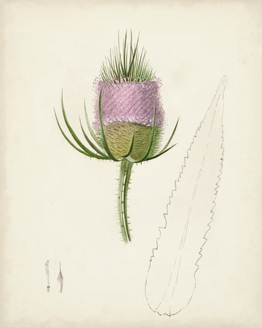 Watercolor Botanical Sketches VIII