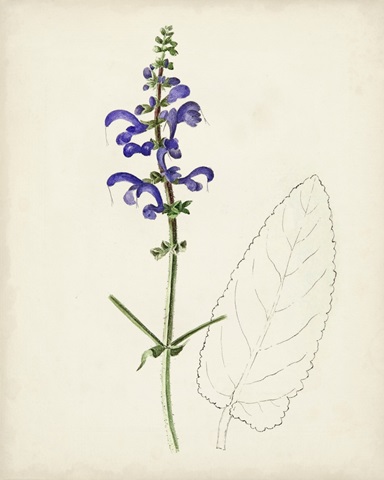 Watercolor Botanical Sketches X