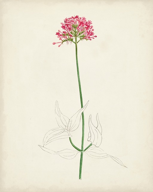 Watercolor Botanical Sketches XI