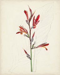 Watercolor Botanical Sketches XII