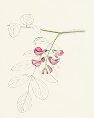 Watercolor Leaf Sketches I