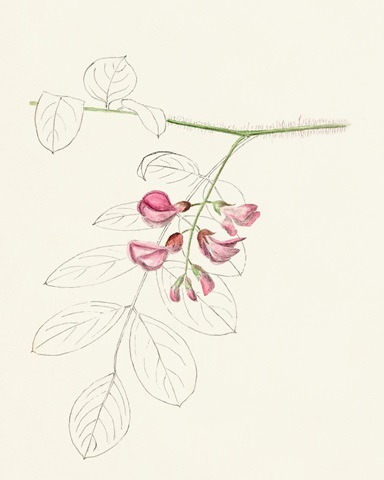 Watercolor Leaf Sketches I