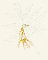 Watercolor Leaf Sketches III