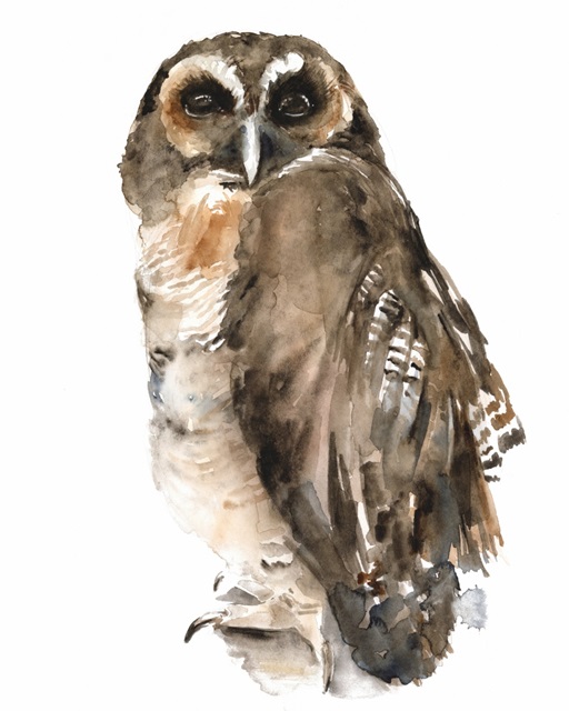 Watercolor Owl I