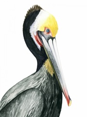 Watercolor Pelican I