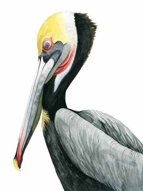 Watercolor Pelican II
