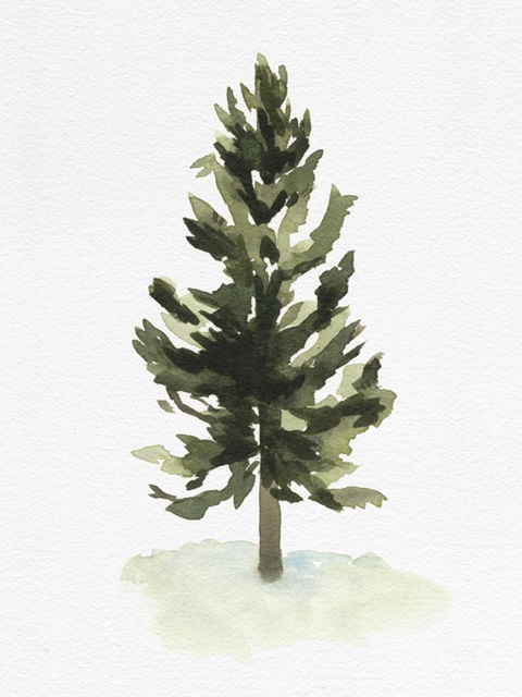 Watercolor Pine I