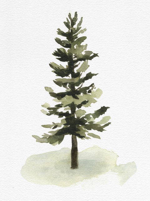 Watercolor Pine II