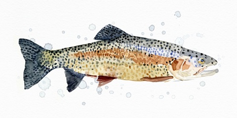 Watercolor Rainbow Trout I