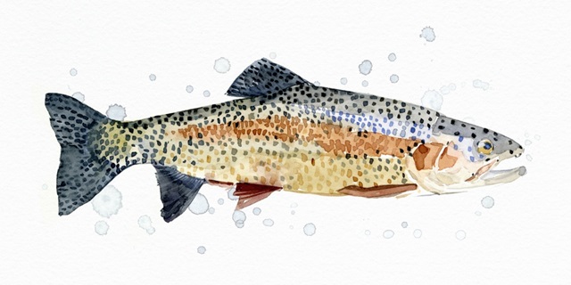 Watercolor Rainbow Trout I