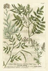 Weinmann's Garden II