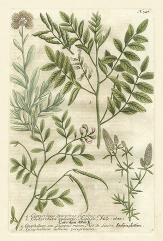 Weinmann's Garden II