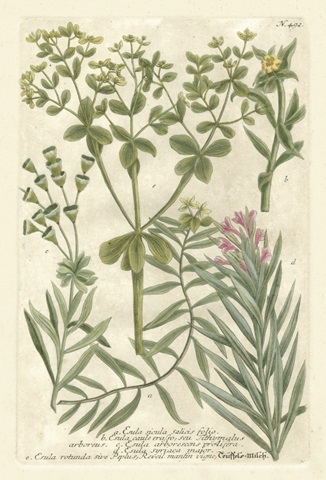 Weinmann's Garden III