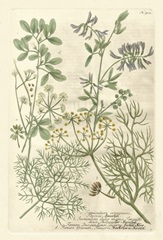 Weinmann's Garden IV