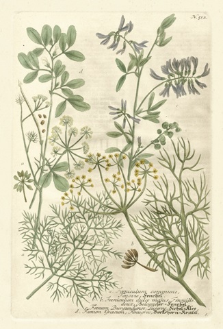 Weinmann's Garden IV