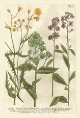 Weinmann's Garden VI