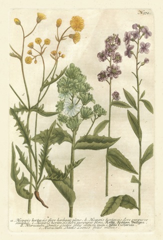 Weinmann's Garden VI