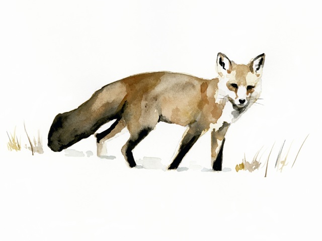 Winter Fox I