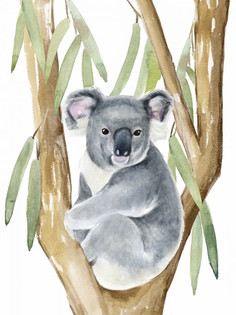 Woodland Koala I