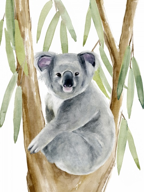 Woodland Koala II