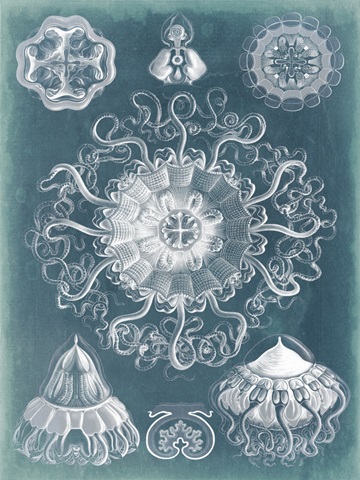 Sealife Blueprint II